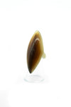 Bague corne griffe unie MELAKY